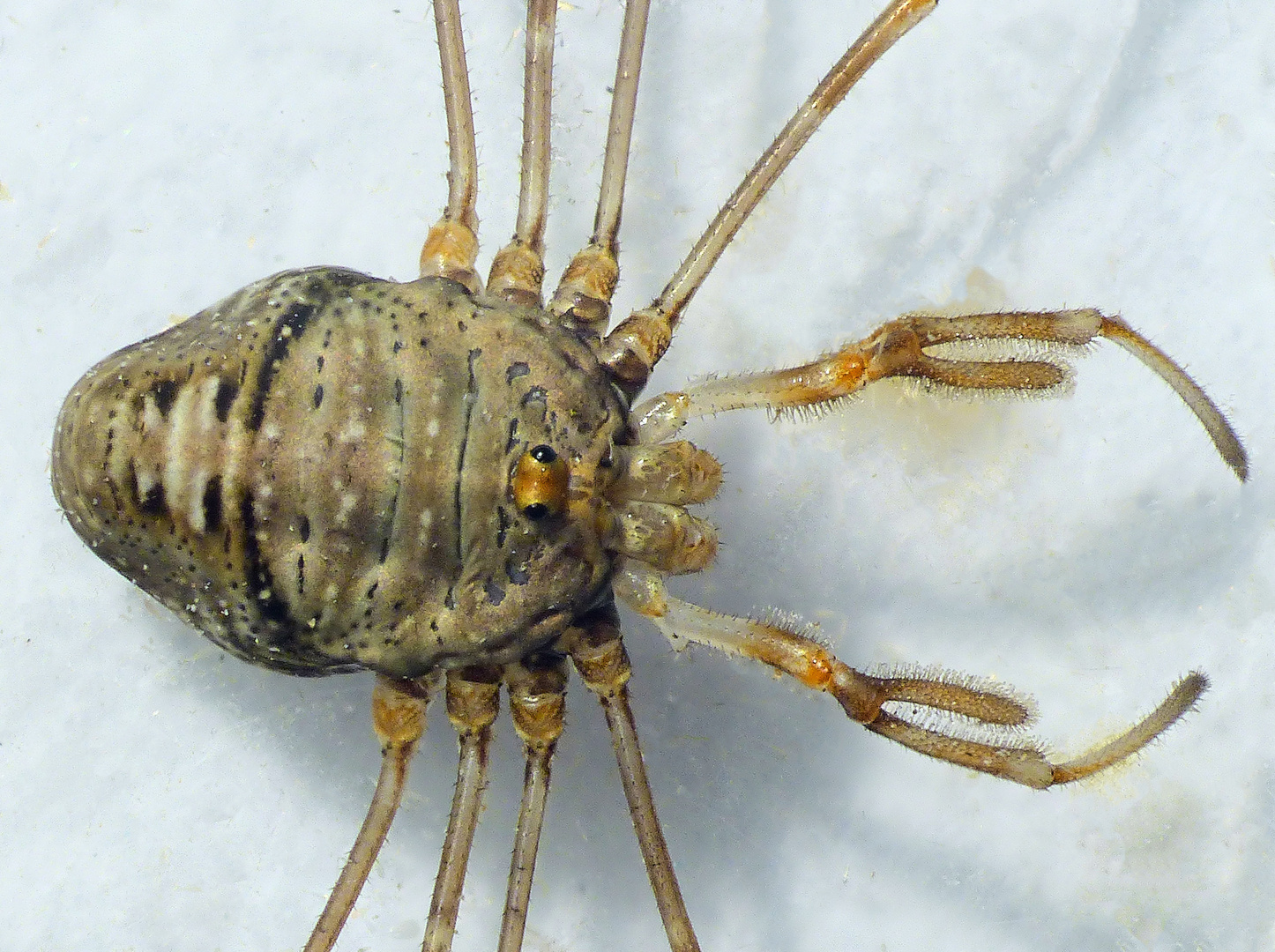 Weberknecht Dicranopalpus ramosus im Supermakro