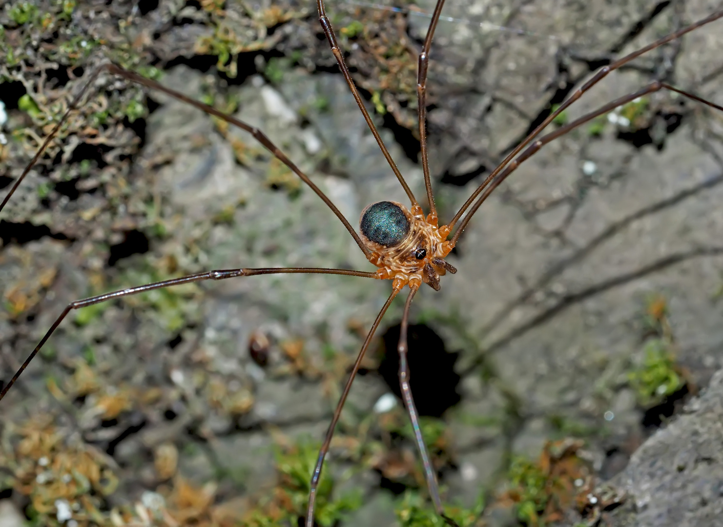 Weberknecht: Höhlentier (Amilenus aurantiacus). - L'Opilion, une araignée à longues pattes...