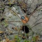 Weberknecht: Höhlentier (Amilenus aurantiacus). - L'Opilion, une araignée à longues pattes...