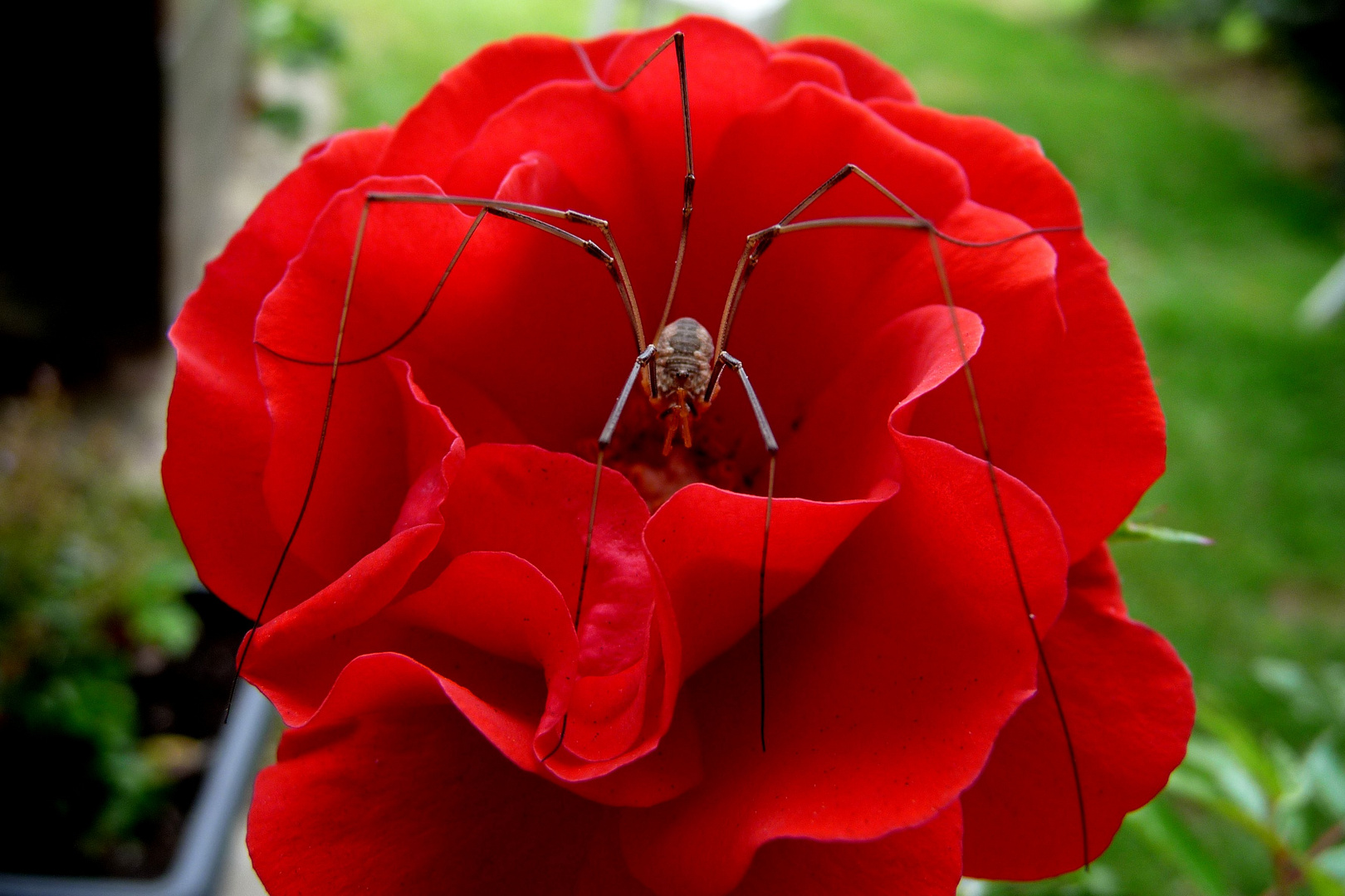 Weberknecht im Rosenbeet