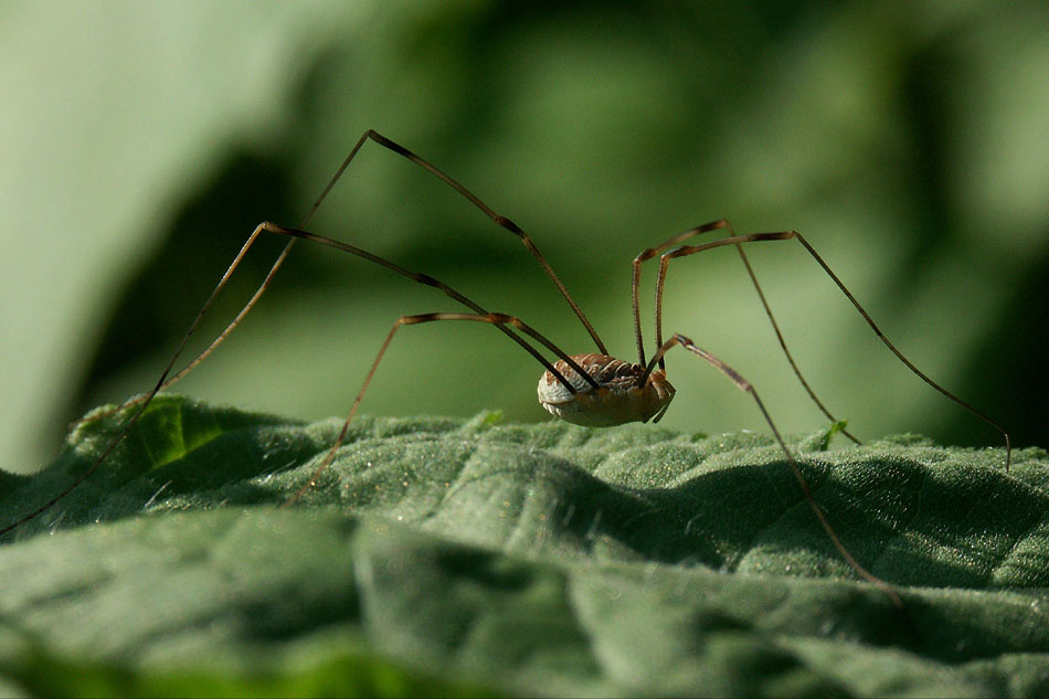 Weberknecht (Leiobunum limbatum) -Reloaded