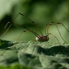 Weberknecht (Leiobunum limbatum) -Reloaded