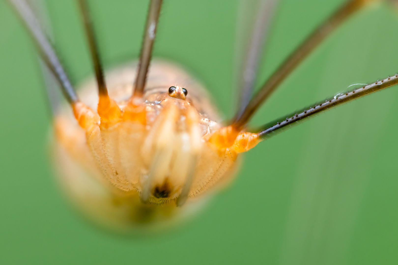 Weberknecht (Opiliones)