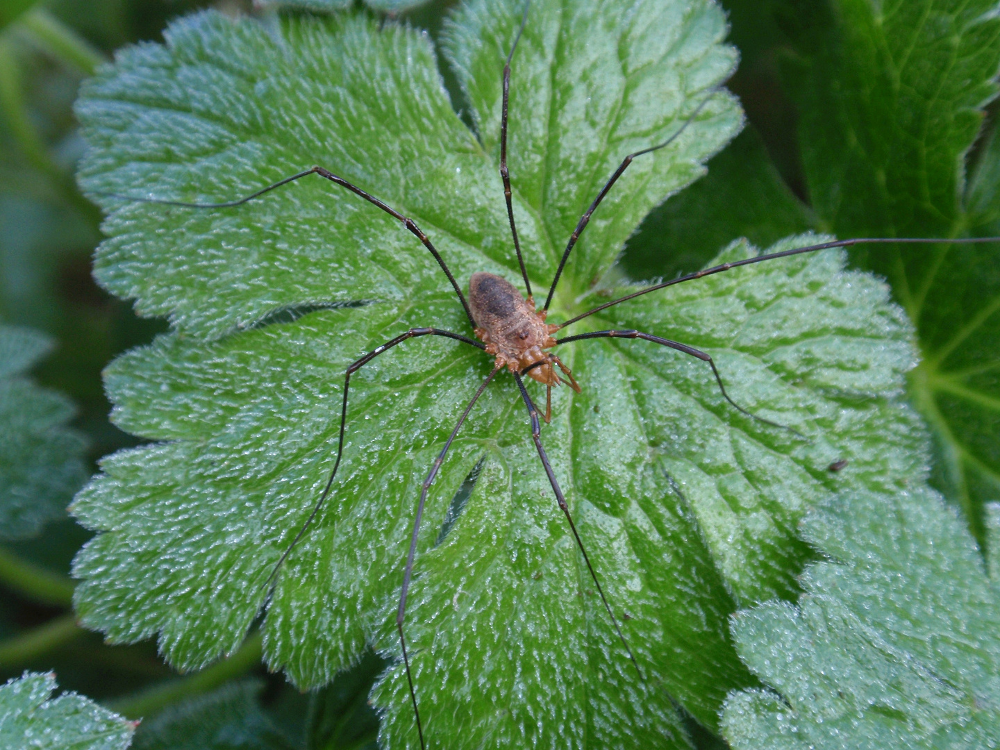 Weberknecht (Phalangium opilio)