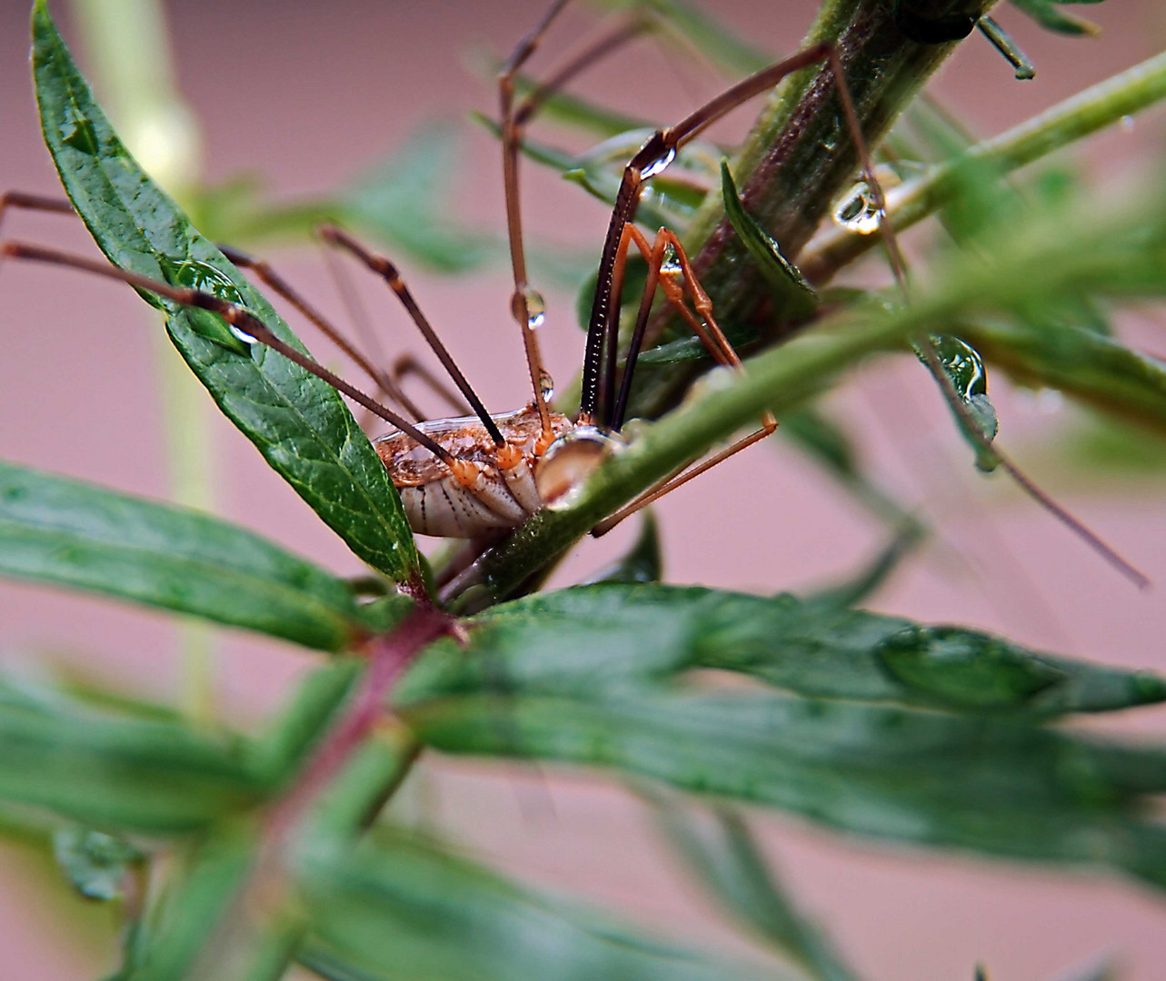 Weberknecht "Phalangium opilio