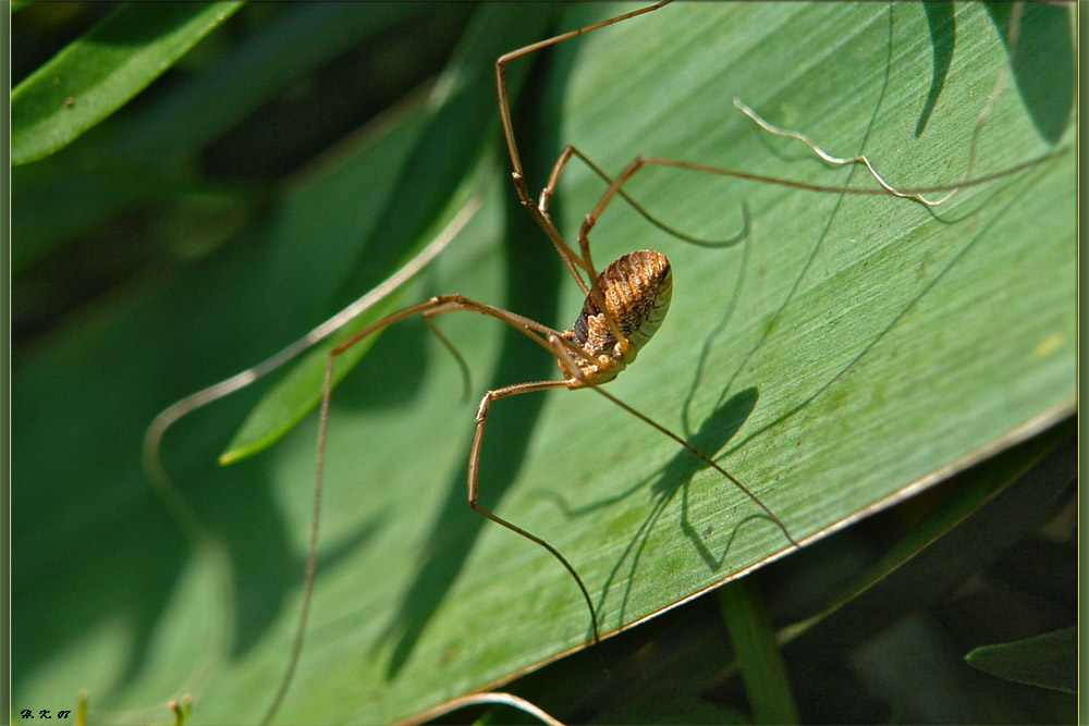 Weberknecht - Spinne