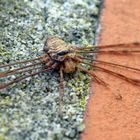 Weberknecht - Streckfuß (Dicranopalpus ramosus)