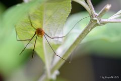 Weberknecht unterm Blatt