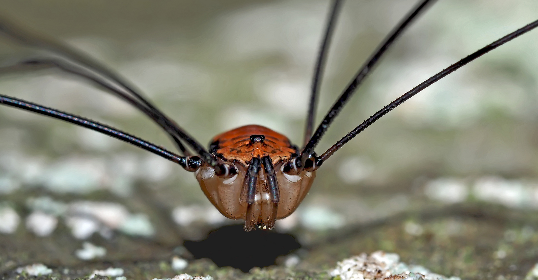 Weberknecht: Ziegelrückenkanker (Leiobunum limbatum) - Une araignée: Le portrait d'un mâle.