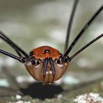 Weberknecht: Ziegelrückenkanker (Leiobunum limbatum) - Une araignée: Le portrait d'un mâle.