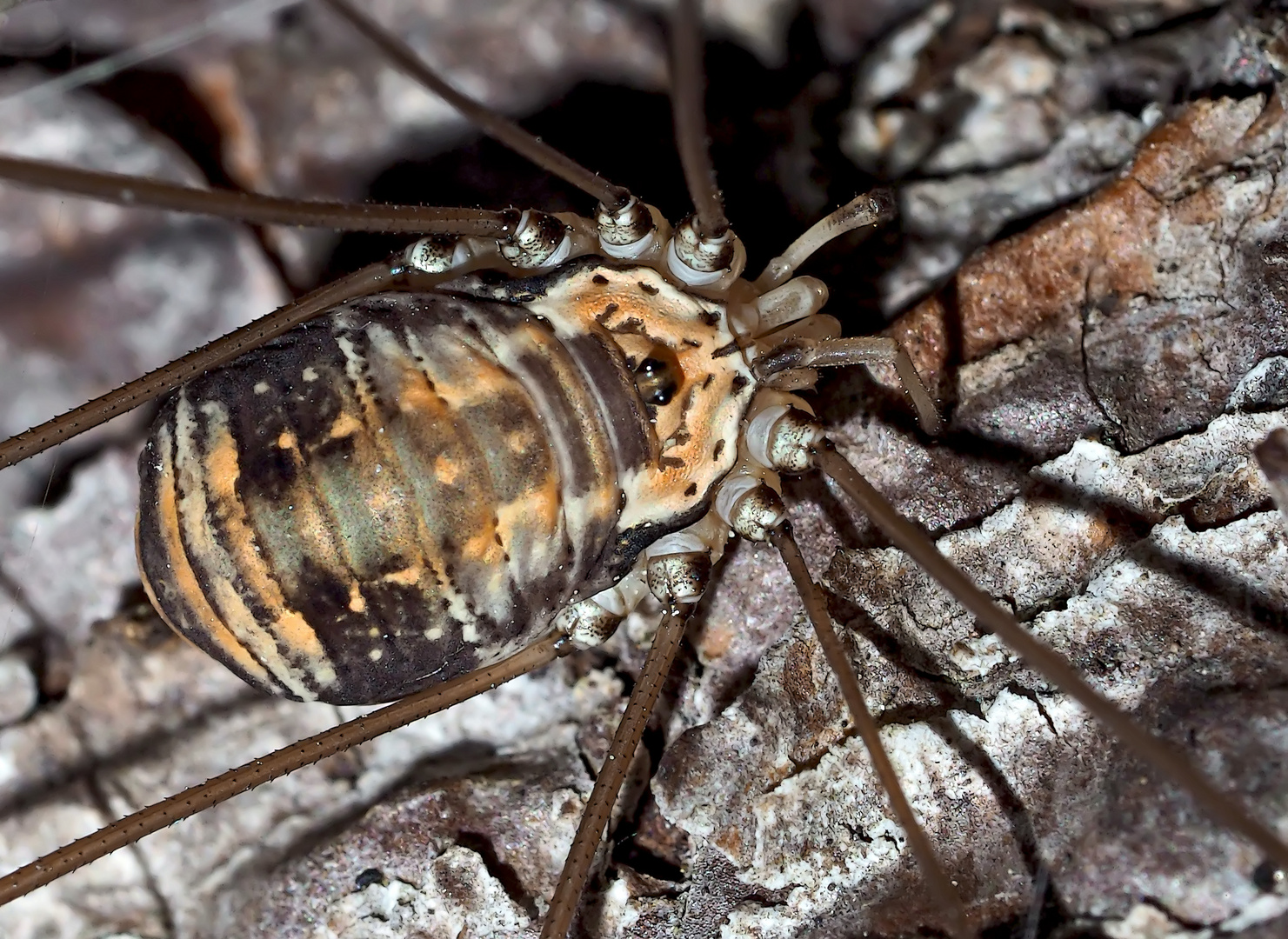 Weberknecht: Ziegelrückenkanker (Leiobunum limbatum) - Une araignée: Opiliones / Sclerosomatidae 