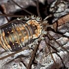 Weberknecht: Ziegelrückenkanker (Leiobunum limbatum) - Une araignée: Opiliones / Sclerosomatidae 