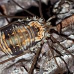 Weberknecht: Ziegelrückenkanker (Leiobunum limbatum) - Une araignée: Opiliones / Sclerosomatidae 