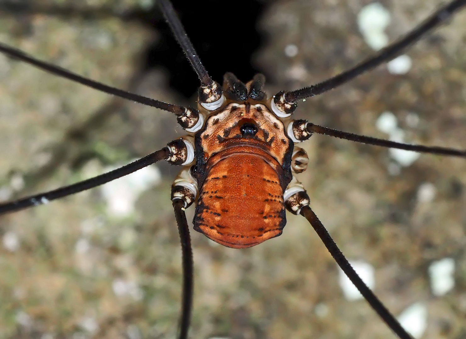 Weberknecht: Ziegelrückenkanker, Männchen (Leiobunum limbatum) - Une araignée mâle.