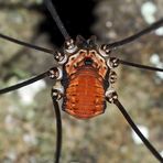 Weberknecht: Ziegelrückenkanker, Männchen (Leiobunum limbatum) - Une araignée mâle.