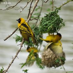 Webervoegel bei der Arbeit (wildlife)