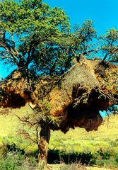 webervögelnest in namibia