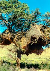 webervögelnester in namibia