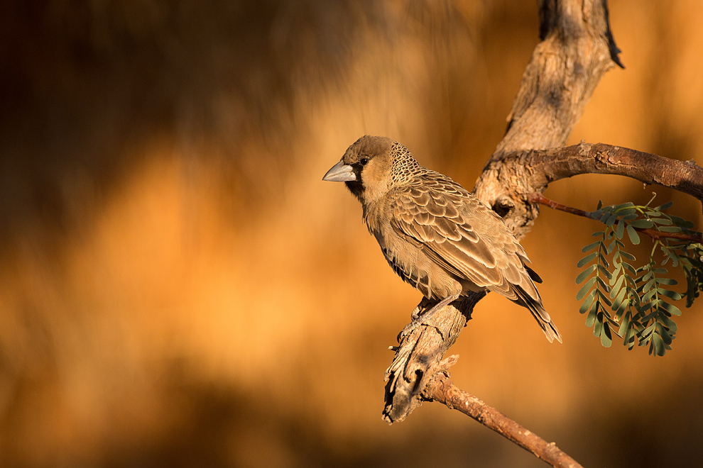 Webervogel