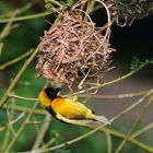 Webervogel