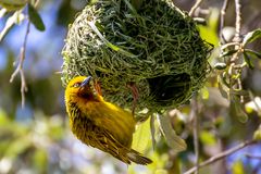 Webervogel