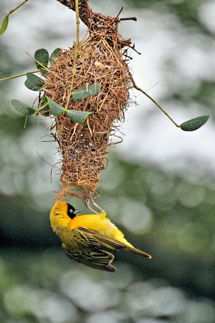 Webervogel