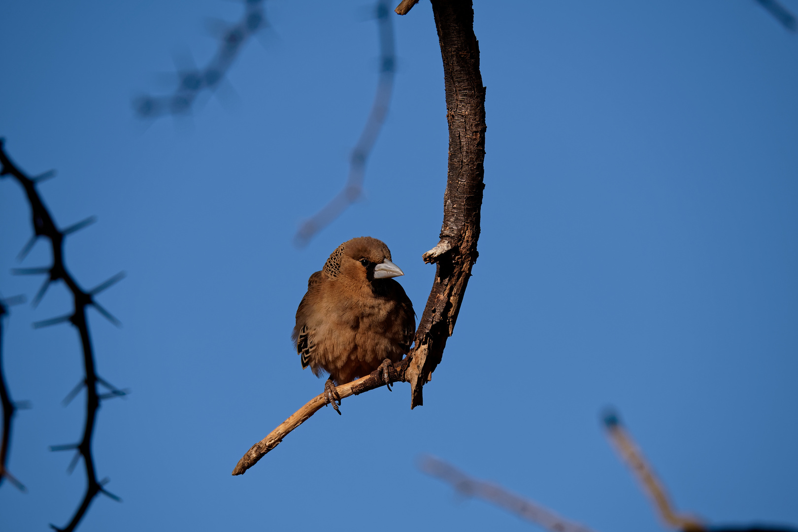 Webervogel