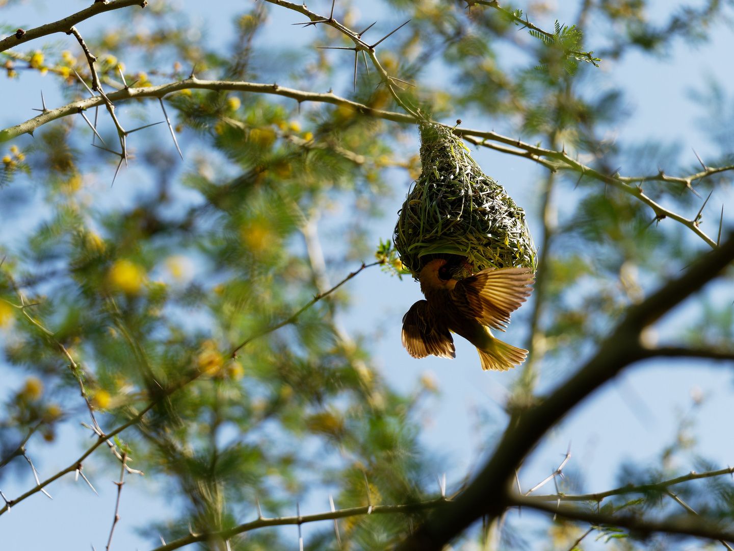 Webervogel