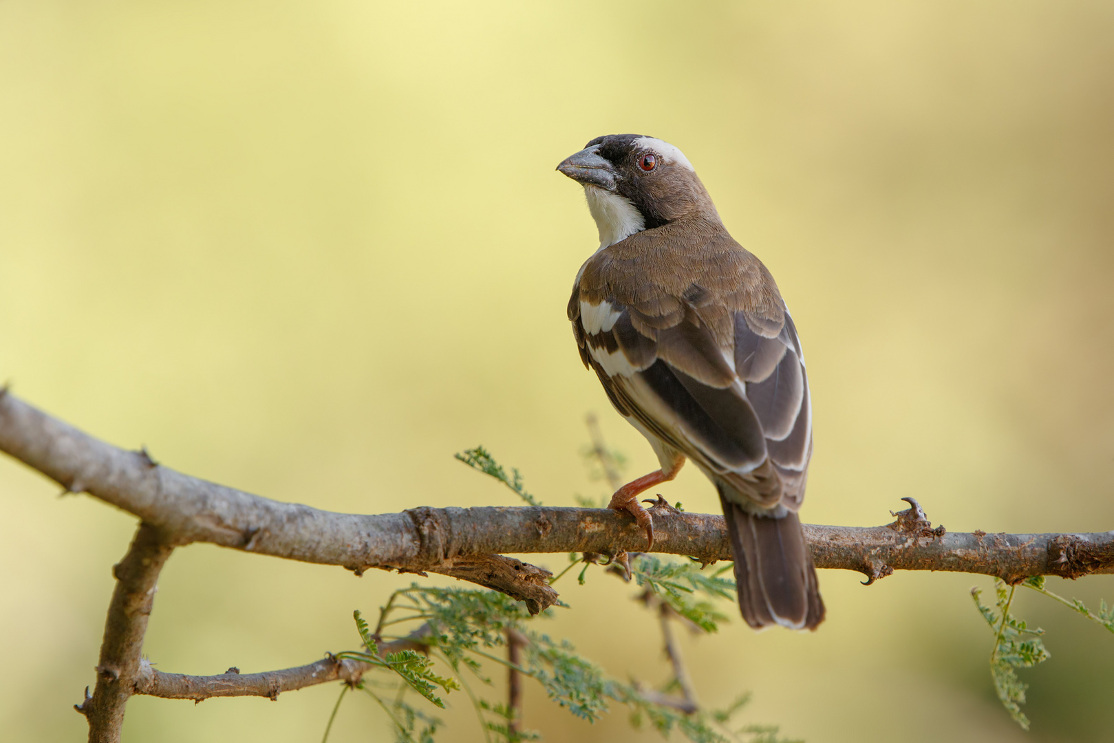 Webervogel 