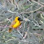 Webervogel am Bloodriver bei Dundee ; KwaZulu Natal .