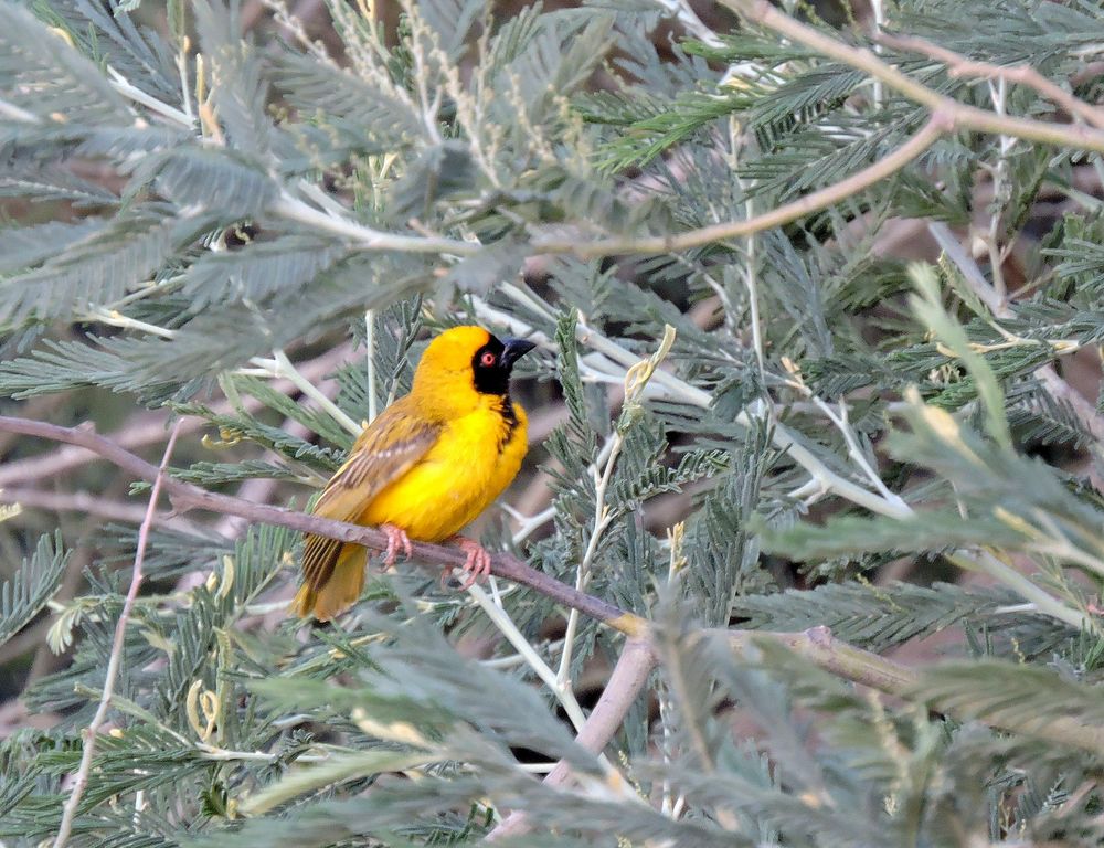 Webervogel am Bloodriver bei Dundee ; KwaZulu Natal .