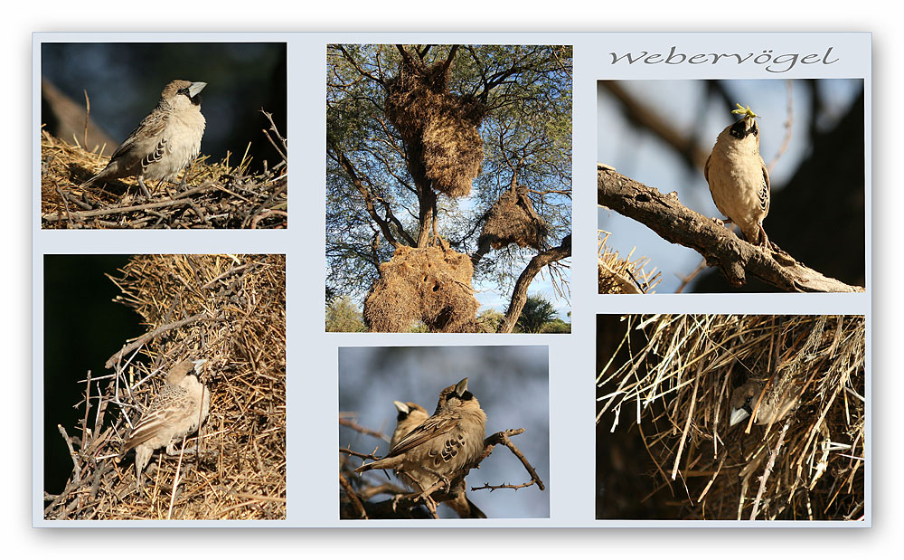 Webervogel am Morgen im Etosha Nationalpark
