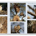 Webervogel am Morgen im Etosha Nationalpark