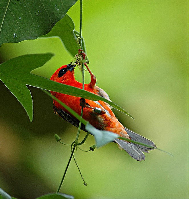 Webervogel an einer Blüte