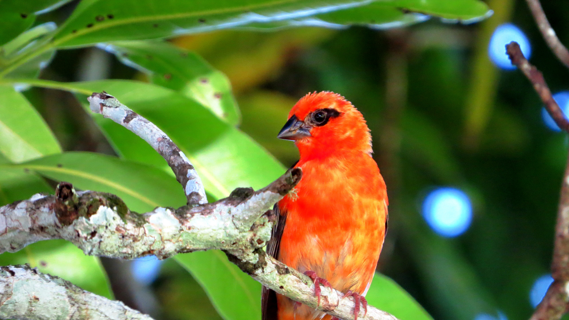 Webervogel auf Mauritius