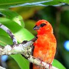 Webervogel auf Mauritius