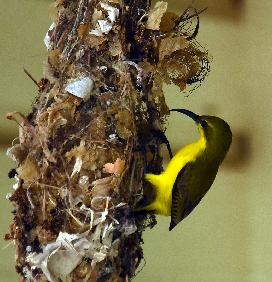 Webervogel (?) bei Cairns / Australien