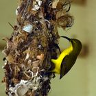 Webervogel (?) bei Cairns / Australien