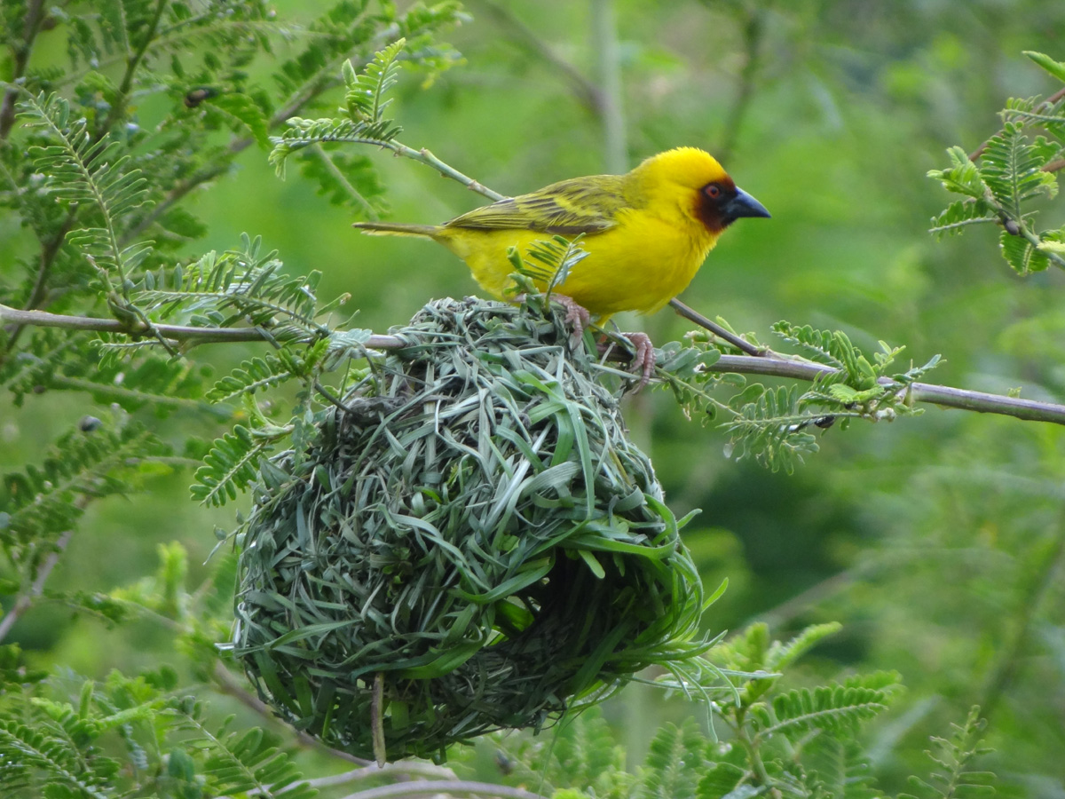 Webervogel bei der Arbeit