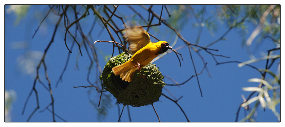 Webervogel bei der Arbeit