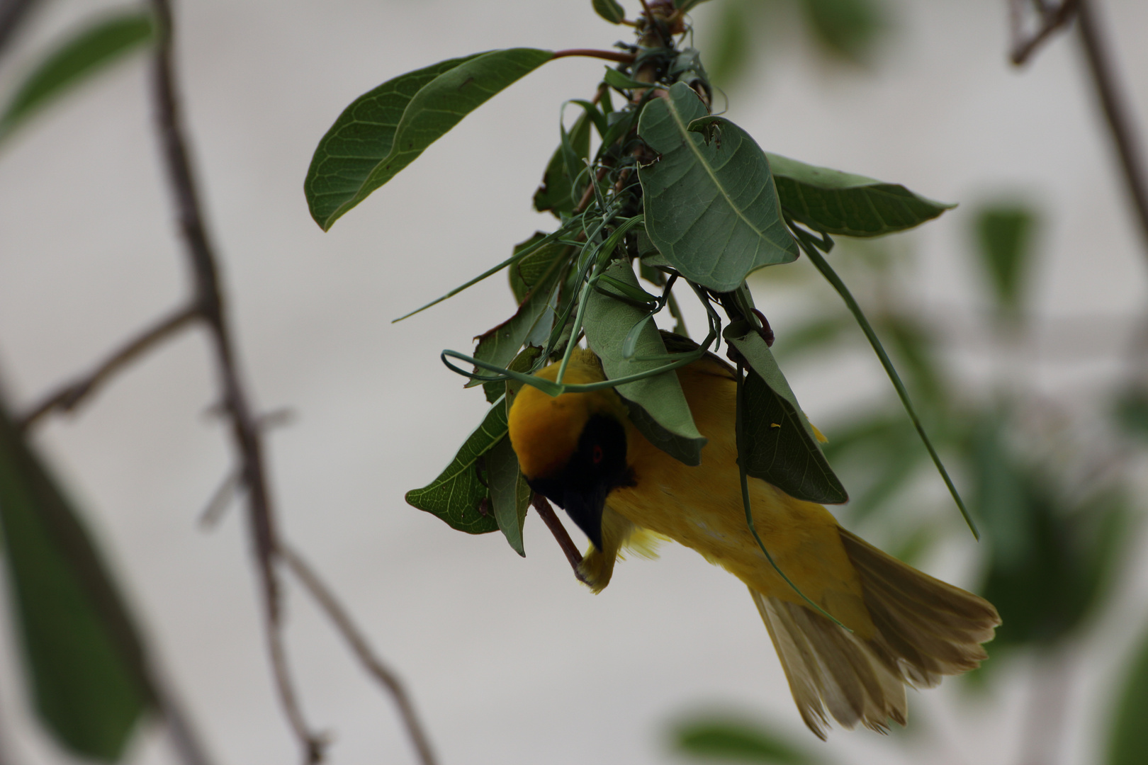 Webervogel beim Bau seines Nestes