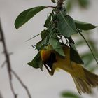 Webervogel beim Bau seines Nestes