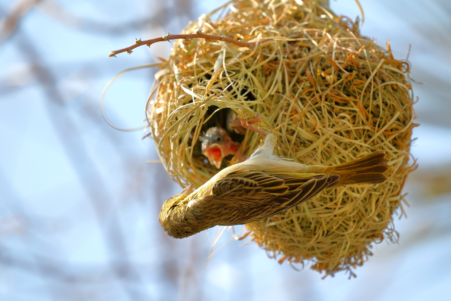 Webervogel beim Füttern