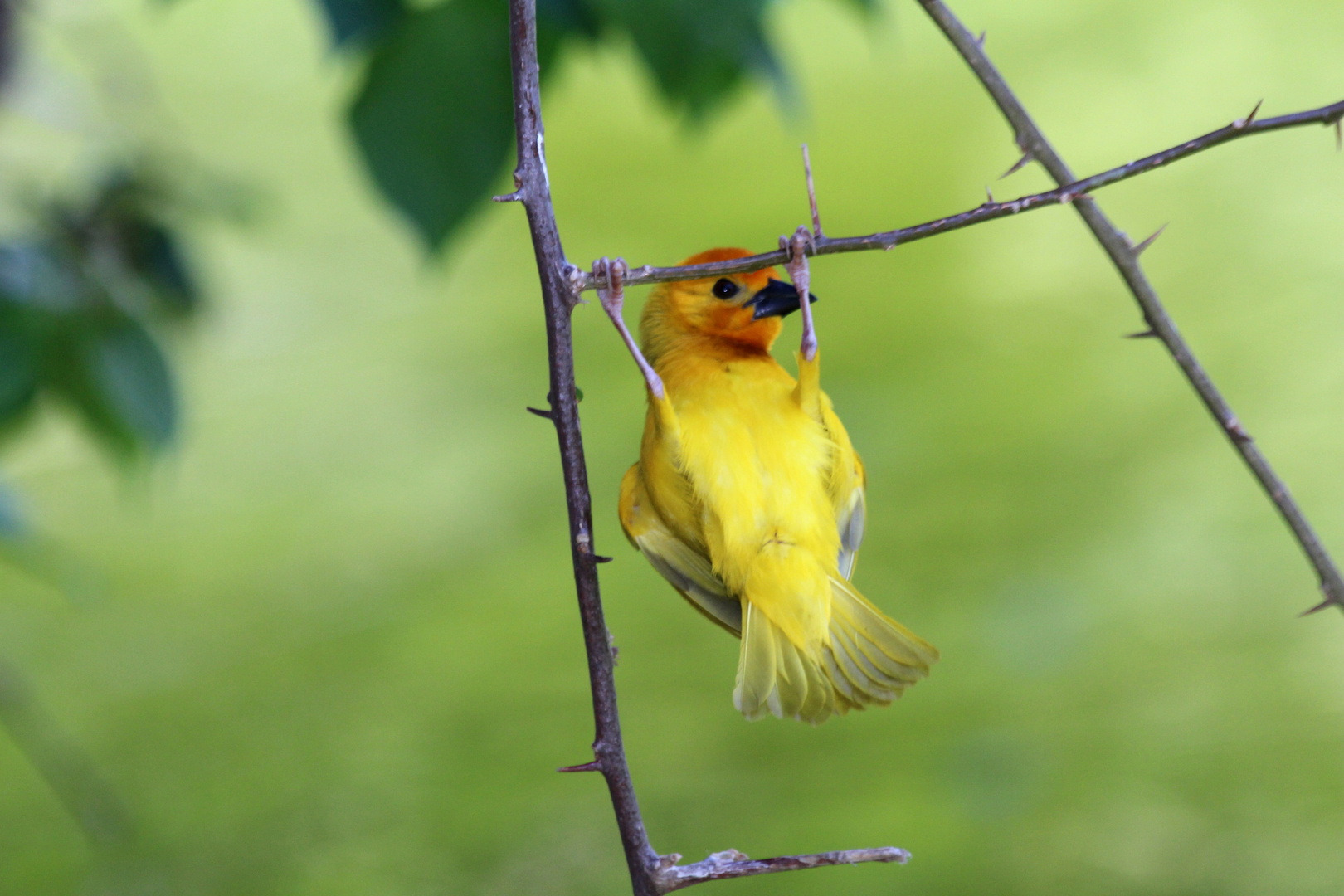 Webervogel beim Kraftsport