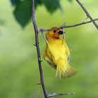 Webervogel beim Kraftsport