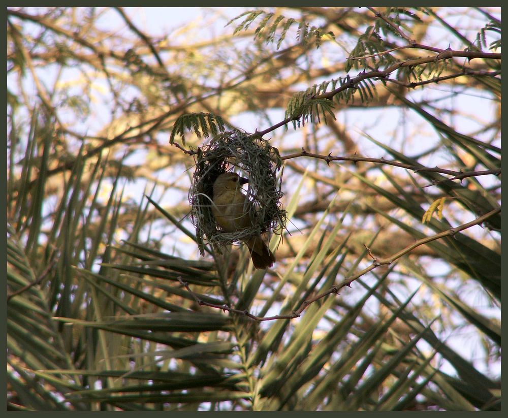 Webervogel beim Nestbau