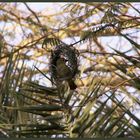 Webervogel beim Nestbau