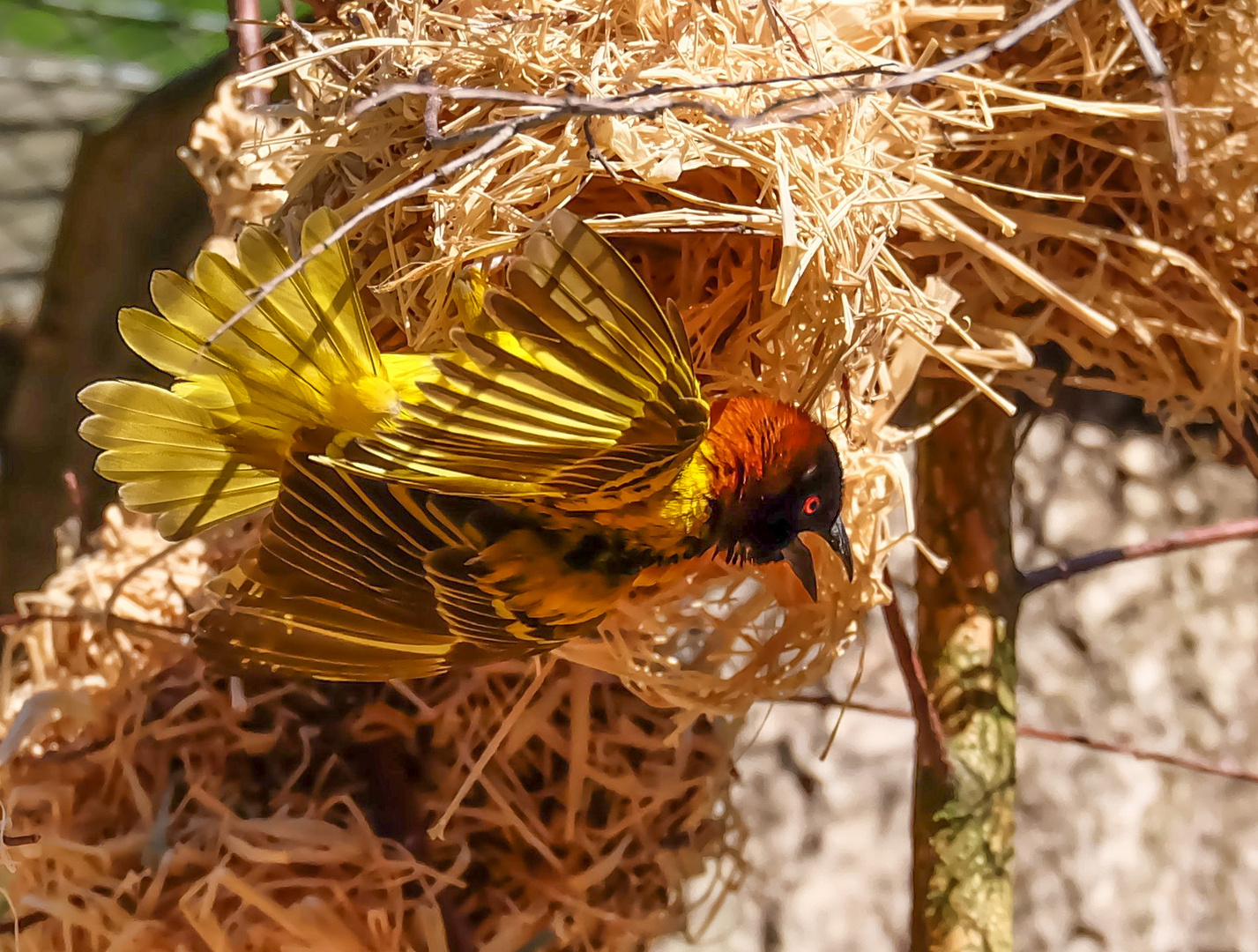 Webervogel beim Nestbau