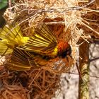 Webervogel beim Nestbau