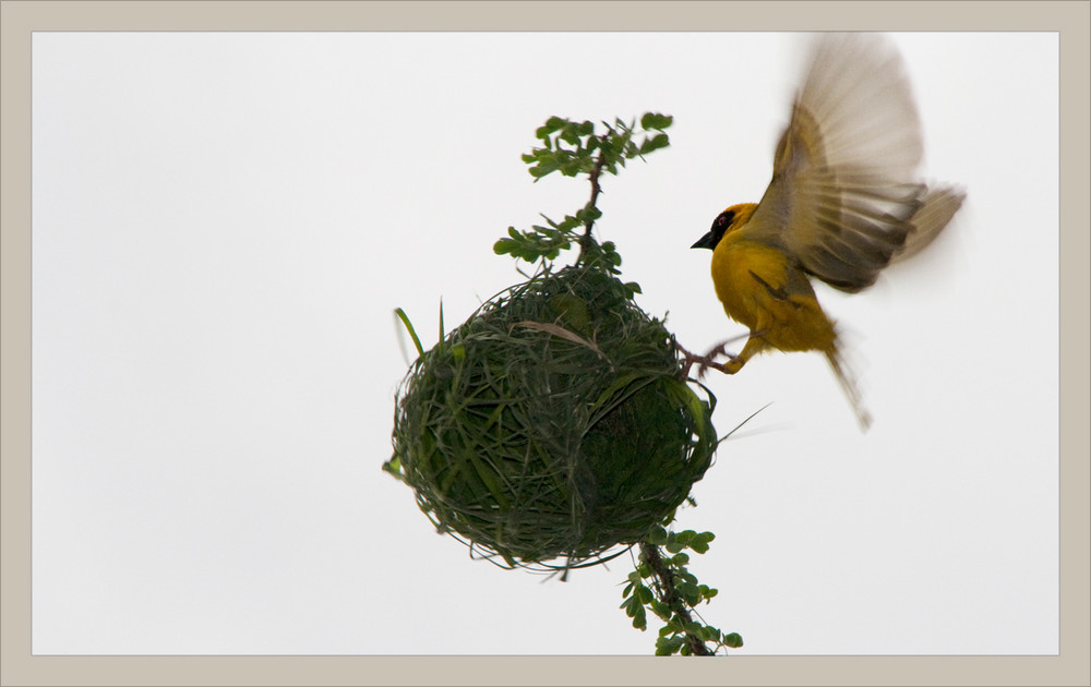 Webervogel beim Nestbau